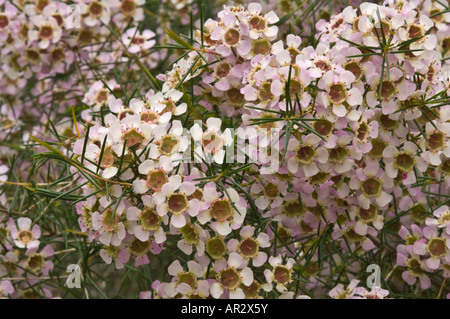 Geraldton (Cire chamelaucium uncinatum) fleurs Parc Kings Perth Western Australia blanc Septembre Banque D'Images