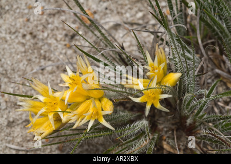 Cottonhead verticillée (Conostylis setigera) Wambyn floraison septembre près de York Ouest de l'Australie Banque D'Images