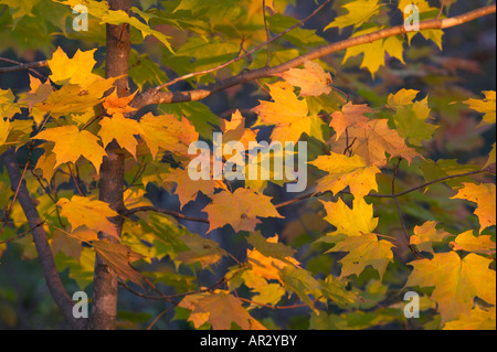 L'érable à sucre (Acer saccharum) en automne, Mille Lacs Kathio State Park, Minnesota USA Banque D'Images