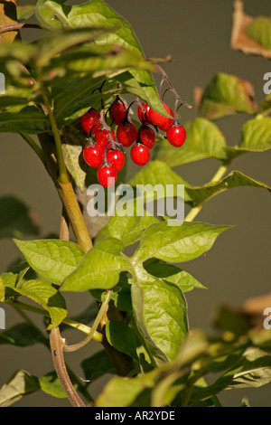 Une grappe de baies rouges de la morelle douce-amère ou woody plant (Solanum dulcamara) à l'automne Banque D'Images