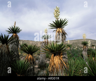 Dague (Yucca géant Yucca carnerosana) Dague en télévision, Big Bend National Park, Texas USA Banque D'Images