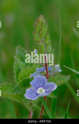 Germander speedwell Veronica chamaedrys Banque D'Images