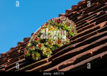 Houseleek Sempervivum tectorum Banque D'Images