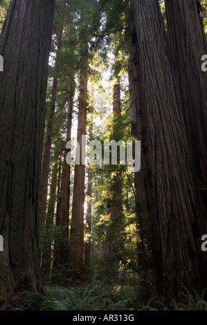 Redwood dans Stout Grove, Jedediah Smith Redwoods State Park, California, United States Banque D'Images