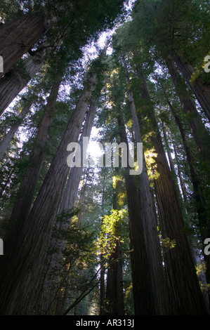 Redwood dans Stout Grove, Jedediah Smith Redwoods State Park, California, United States Banque D'Images