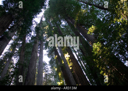 Redwood dans Stout Grove, Jedediah Smith Redwoods State Park, California, United States Banque D'Images