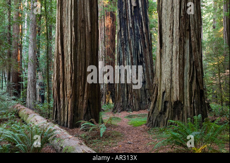 Redwood dans Stout Grove, Jedediah Smith Redwoods State Park, California, United States Banque D'Images