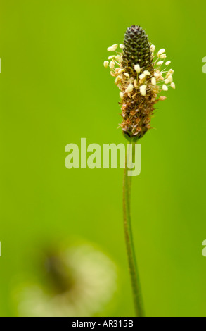 Plantain lancéole (Plantago lanceolata) de plus en plus sur la péninsule de Gower contre un fond vert Banque D'Images