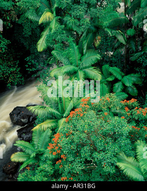 African tulip arbres et palmiers le long de ruisseau dans Nanue Gulch, Hamakua Coast, Island of Hawaii, Hawaii USA Banque D'Images