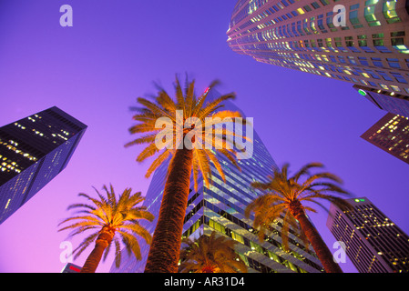 Palmiers et de grands bâtiments dans la nuit du centre de Los Angeles California USA 3205 040 15 Banque D'Images