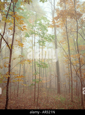 Les arbres d'automne dans le brouillard, 4610 State Park, Iowa USA Banque D'Images