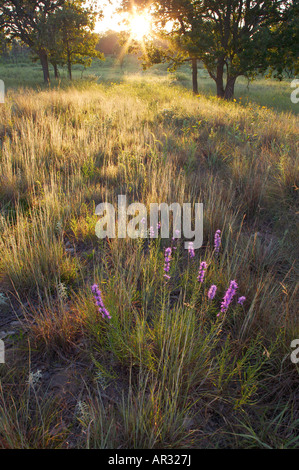 Notation (liatris Liatris punctata) dans la région de savane, Agassiz scientifique Dunes Natural Area, Minnesota USA Banque D'Images