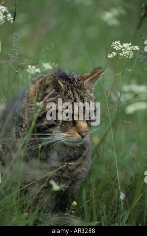 Scottish Wildcat Felis silvestris de chasser une proie dans l'herbe haute dans Strathspey Ecosse Banque D'Images