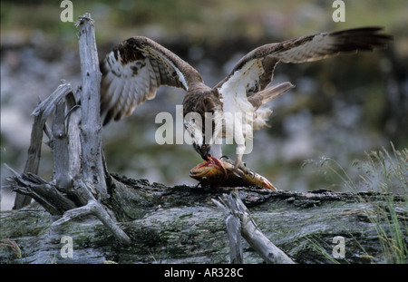 Balbuzard pêcheur Pandion haliaetus en Ecosse se nourrissant de tête de truite brune avant de prendre reste de poisson pour femme sur son nid Banque D'Images