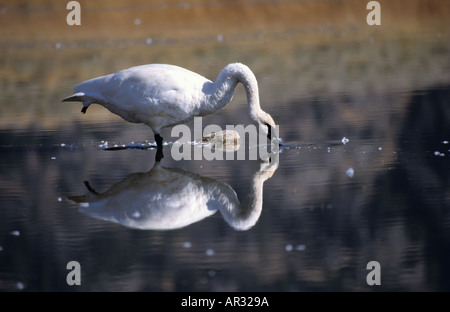 Cygne trompette (Cygnus buccinator potable USA Grand Teton avec image reflétée dans l'eau créant un patern Banque D'Images