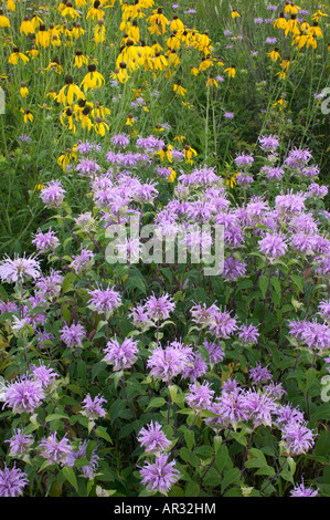 La monarde fistuleuse et jaune coneflowers, cheval de fer prairie naturelle, scientifique Minnesota USA Banque D'Images