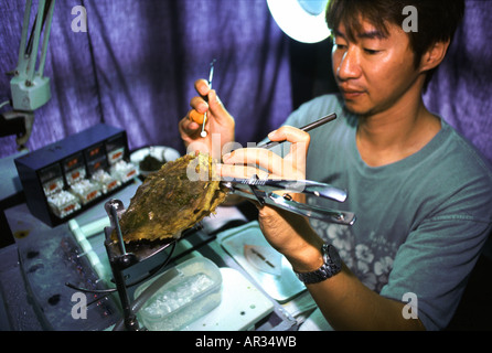 Un homme le greffage une huître dans une ferme perlière, l'île de Palawan, Philippines, Asie Banque D'Images