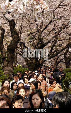 Des foules de personnes regardant cherry blossom près du Palais Impérial de Tokyo Japon Banque D'Images