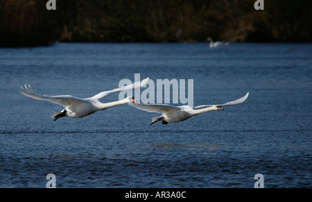 Deux cygnes tuberculés (Cygnus olor) en vol au dessus de Loch écossais Banque D'Images