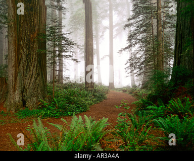 Redwood National Park en Californie du Nord où les grands arbres sont vus sur un matin brumeux et un chemin à travers les fougères Banque D'Images