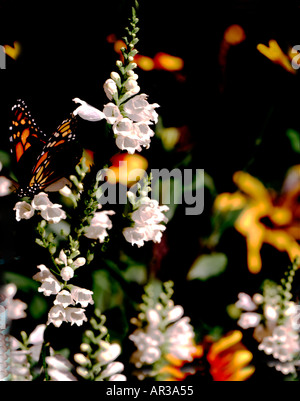 Papillon monarque en tenant le pollen de fleurs d'usine icycle blanc avec rudbeckia en arrière-plan Banque D'Images