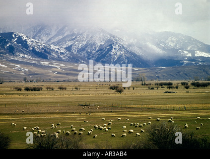 Prairie au printemps dans l'Est de l'Idaho avec troupeau de moutons paissant paisiblement comme les nuages brumeux au sommet des montagnes à proximité de la souris Banque D'Images