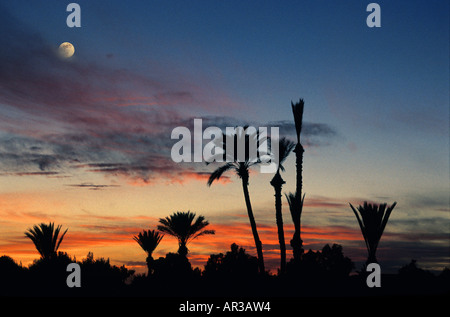Oasis dans le Sahara dessert, Merzouga, Maroc Afrique du Nord Banque D'Images
