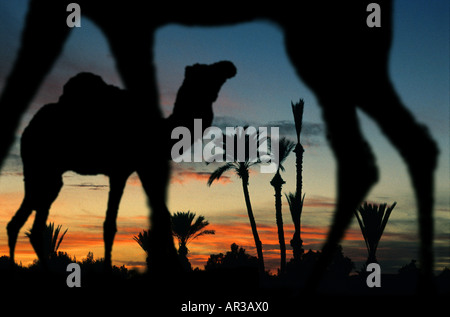 Des chameaux à une oasis au désert du Sahara au coucher du soleil, Merzouga, Maroc, Afrique Banque D'Images