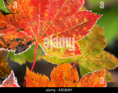 Givre sur vine Maple Leaves Banque D'Images