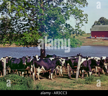 Les vaches broutent dans les pâturages sur Wisconsin USA ferme laitière Banque D'Images