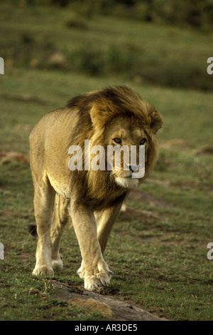 Lion mâle adulte avec une belle crinière marchant sur l'herbe verte court vers l'appareil photo Banque D'Images