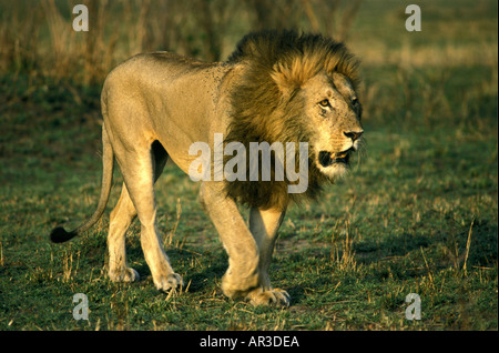 Lion mâle adulte avec une belle crinière de marcher sur de courtes herbe verte sous le soleil à travers l'appareil photo Banque D'Images