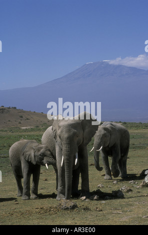 L'éléphant femelle avec de jeunes veaux dans le Parc national Amboseli Kenya Afrique de l'Est Banque D'Images