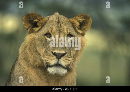 Close up portrait of a young male lion entre deux et trois ans avec sa crinière tout juste à se développer Banque D'Images