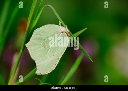 Brimstone Gonepteryx rhamni sur feuille gransden cambridgeshire bois bluebell Banque D'Images