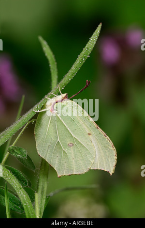 Brimstone Gonepteryx rhamni sur feuille gransden cambridgeshire bois bluebell Banque D'Images