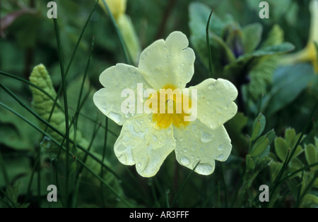 [Primrose Primula vulgaris] pluie humide fleur Banque D'Images