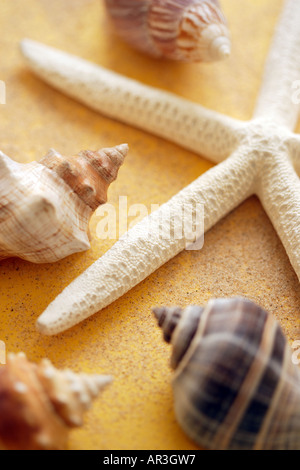 Étoiles de mer, coquillages et sable sur fond jaune Banque D'Images