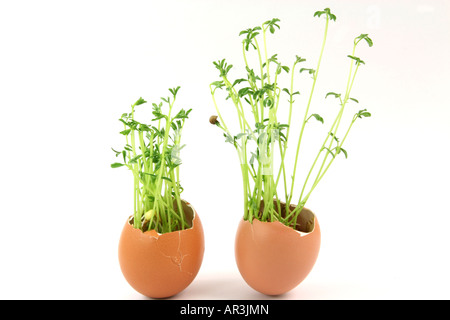 Deux concepts de nature fissurée oeufs fin de plantes poussant à l'intérieur isolé sur fond blanc Banque D'Images