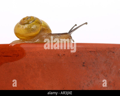 Escargot sur le sommet d'une plante en pot. Banque D'Images