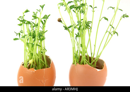 Deux concepts de nature fissurée oeufs fin de plantes poussant à l'intérieur isolé sur fond blanc Banque D'Images