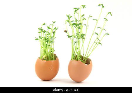 Deux concepts de nature fissurée oeufs fin de plantes poussant à l'intérieur isolé sur fond blanc Banque D'Images