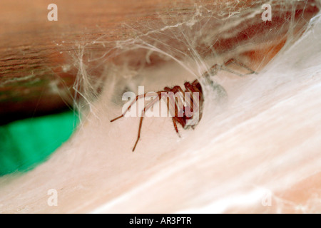 Chambre Spider, Tegenaria gigantea, assis dans l'entonnoir retraite tubulaire de ses feuilles denses, web en attente de proie, UK