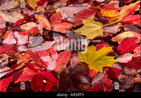 Les feuilles d'automne et de gouttes à Westonbirt Arboretum Gloucestershire Banque D'Images