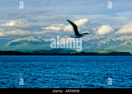 Plus d'albatros Lac Nahuel Huepi, Argentine [2] Banque D'Images