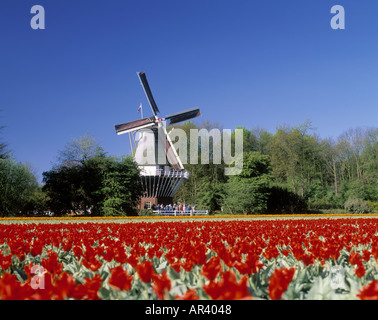 Champs de tulipes de Keukenhof près de Alkmaar Hollande Banque D'Images