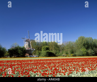 Champs de tulipes de Keukenhof près de Alkmaar Hollande Banque D'Images