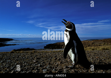 Penguin Glacier Parc National Torres del Paine au Chili Banque D'Images