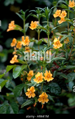 Colle SANTA LUCIA MONKEY FLOWER Mimulus bifidus CALIFORNIE Banque D'Images