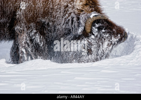 Le Parc National de Yellowstone Bison creuser dans la neige pour manger de l'herbe Banque D'Images